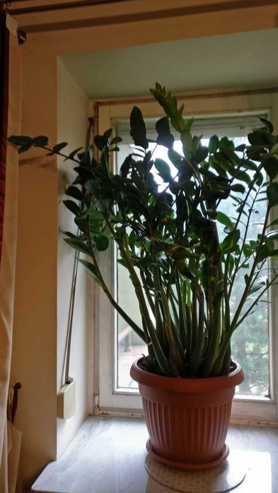 Roślina zamioculcas