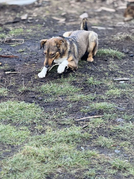 Собачка у добрі руки