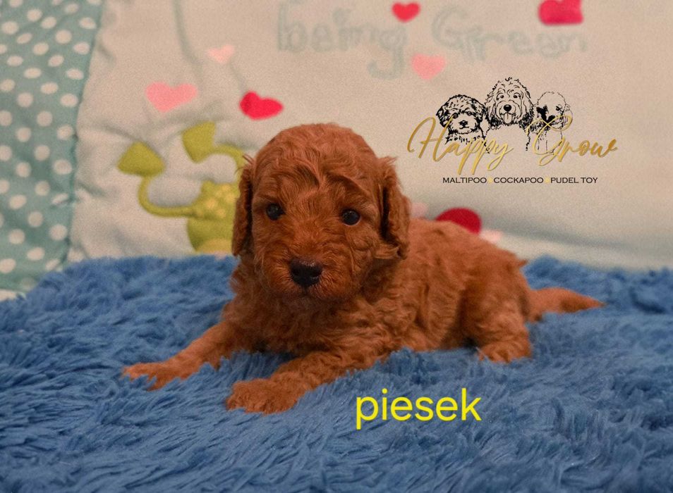 Pudel Toy / mini Piesek