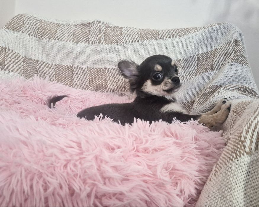 Chihuahua piesek długowłosy niebieski szczenię