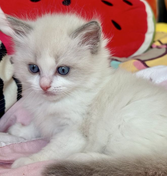 Kocurek Ragdoll laleczka