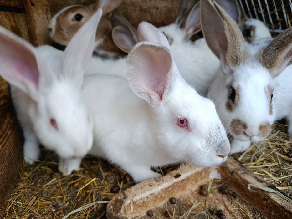 Młode króliki samce i samice