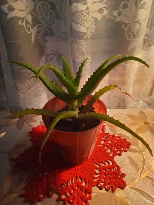 Продам комнатные цветы