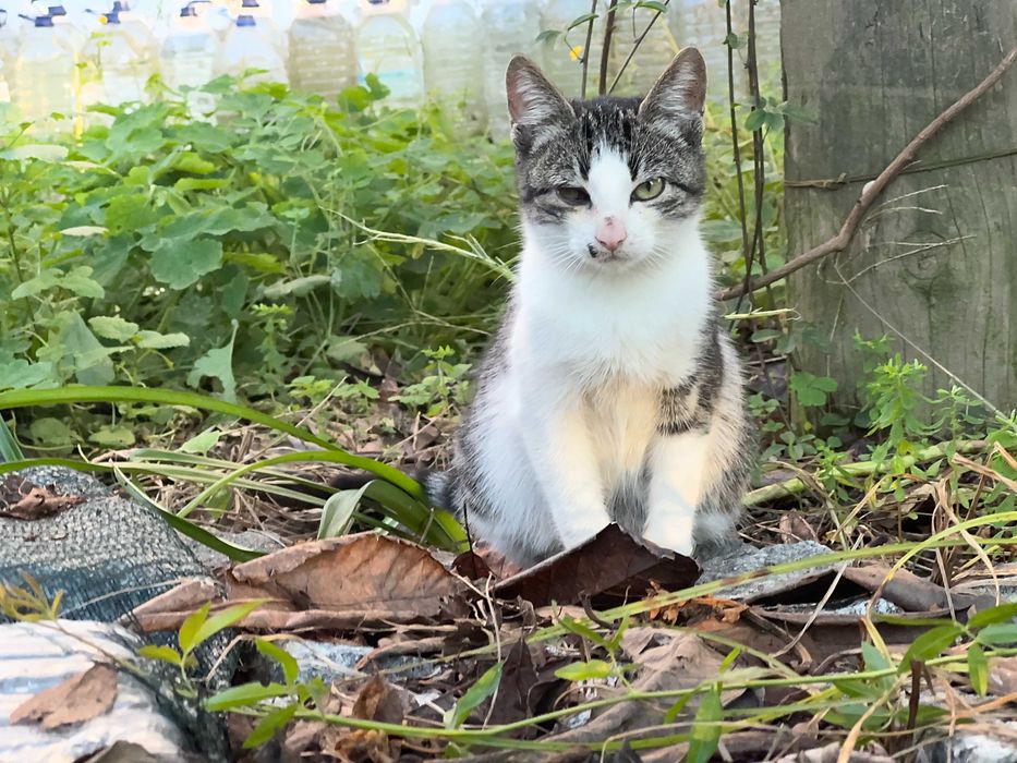 Duas Gatinhas para Adoção Responsável