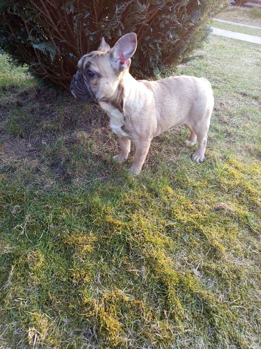 Дівчинка 3 роки французский бульдог