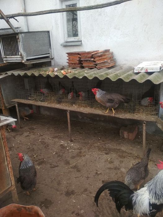 Яйця інкубаційні Легорн Леггорн срібний