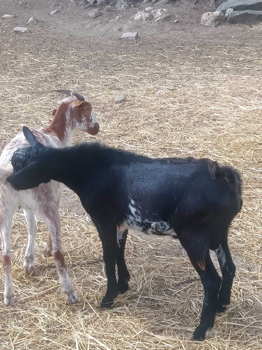 Chibos e chibas para venda