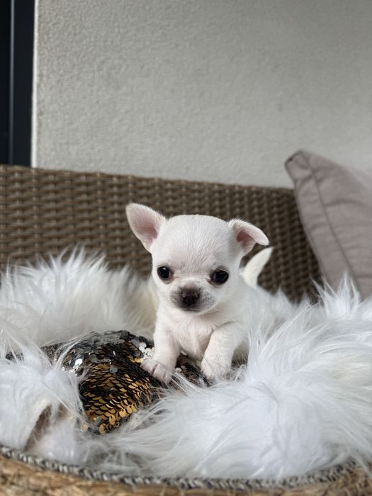 Chihuahua Prawdziwy rodowód