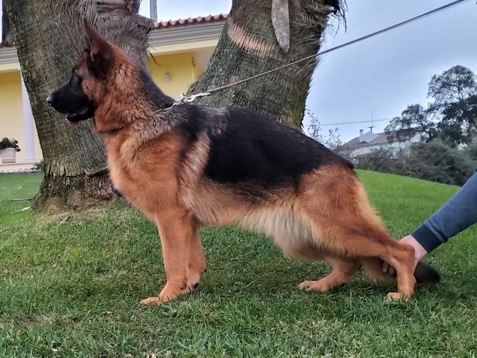 Cachorro Pastor Alemão.