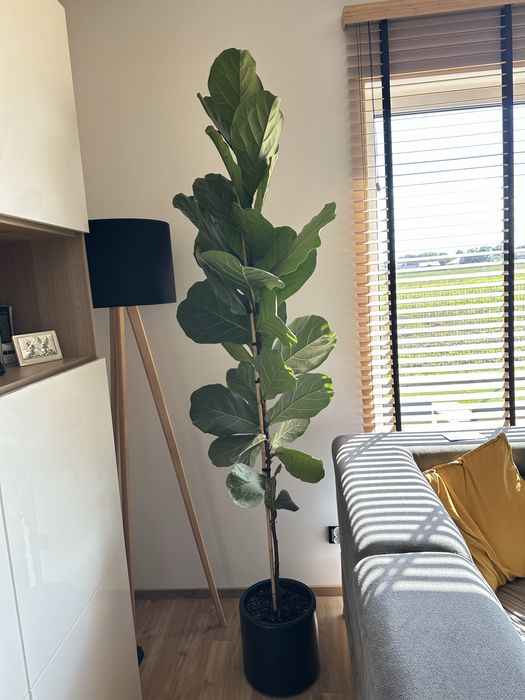 Fikus Dębolistny, fikus lyrata