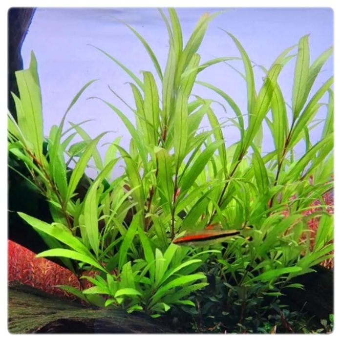Hygrophila corymbosa Siamensis-łatwe rośliny..