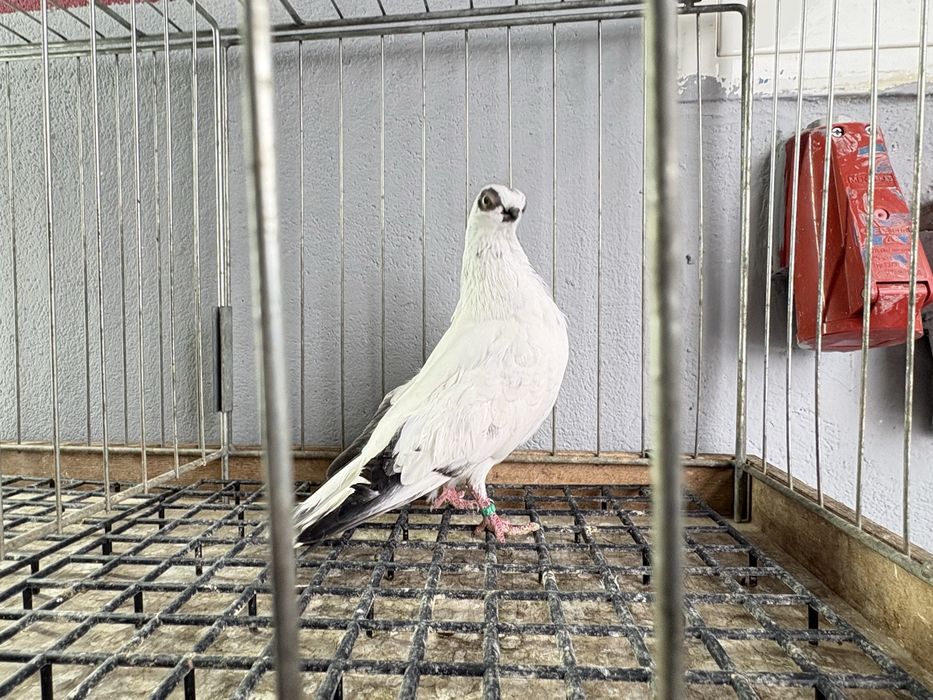 Szeki gołębie ozdobne