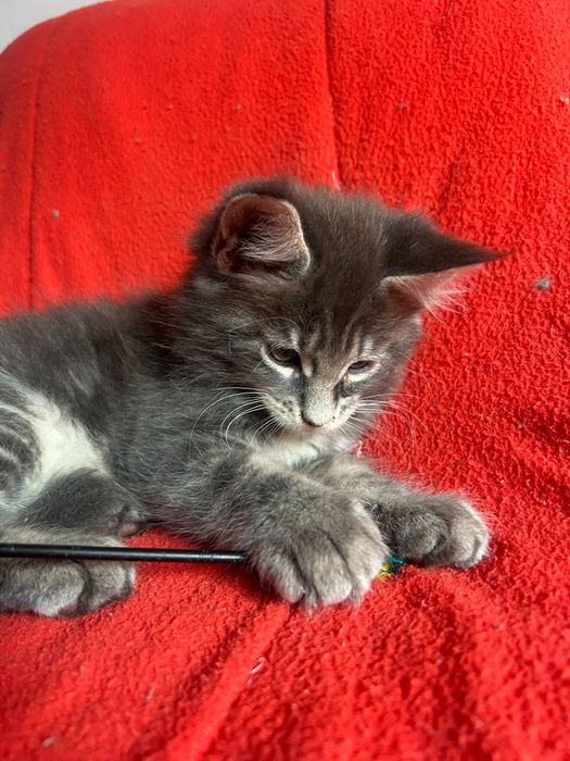 Lindo gatinho Maine coon