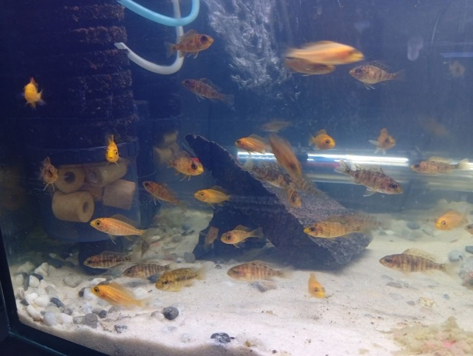 Sprzedam pyszczaki mlode