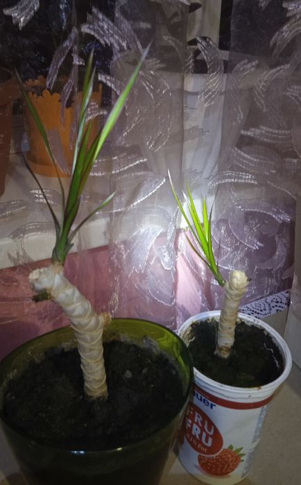 Продам Антуріум,Драцена,Алоє.