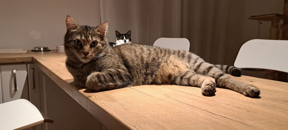 PILNE - szukamy DT lub DS dla Tobiego