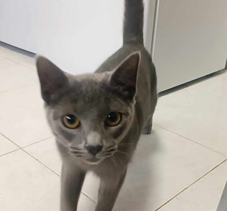 Gatinha para adoçao