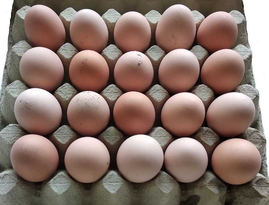 świeże jajka wiejskie