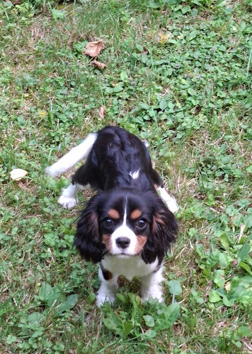 Cavalier King Charles spaniel dziewczynka