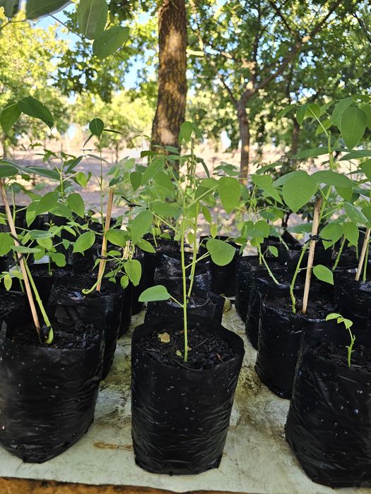 Erythrina crista galli planta
