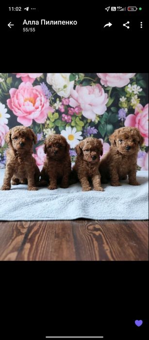 Мальтіпу дітки різного кольору є міні супер міні