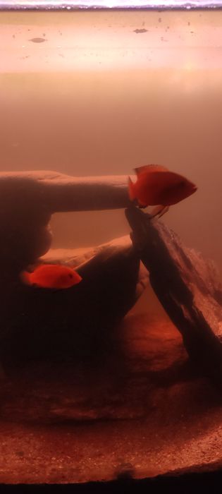 Aquário de água quente