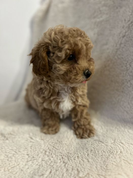 Maltipoo F1B - suczka