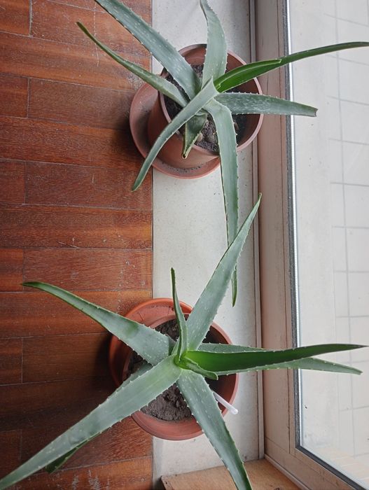 Mudas Aloe Vera Barbadensis Mill / Babosa