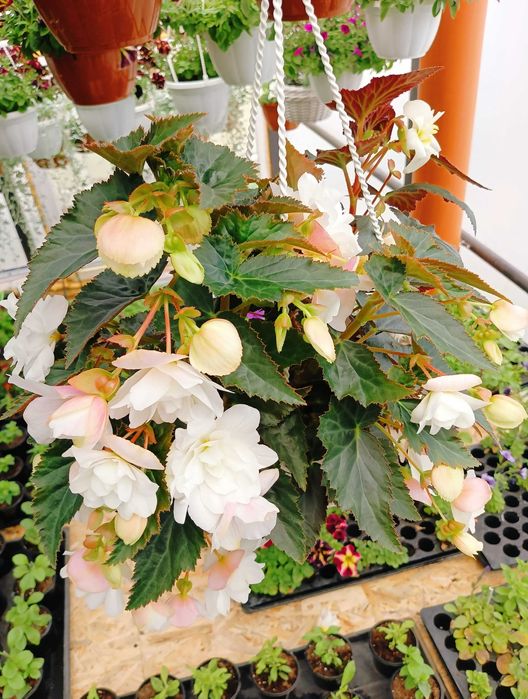 Ампельна бегонія Беллеконія, Ілюмінейшн