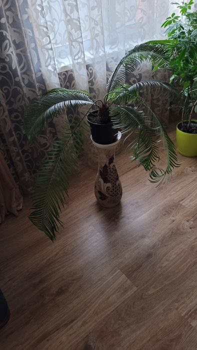 Цикас Революта (саговник пониклий)