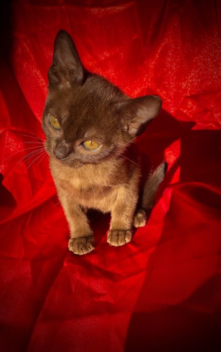 Европейская бурма - бурманский котенок