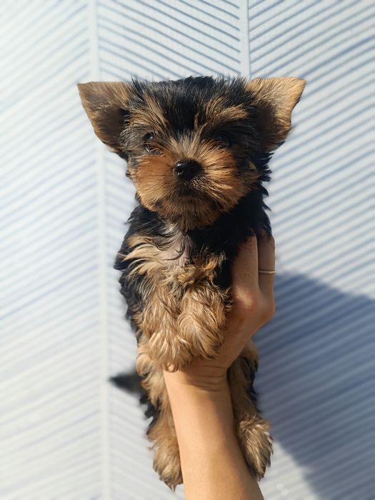 Мальчишки и девченка Йорки