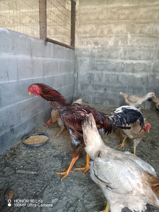 Ovos Indio Gigante