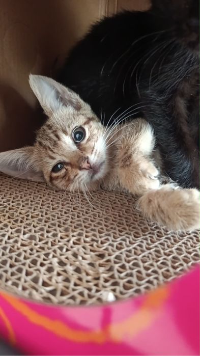 Gatinhos bebés para adocão responsável
