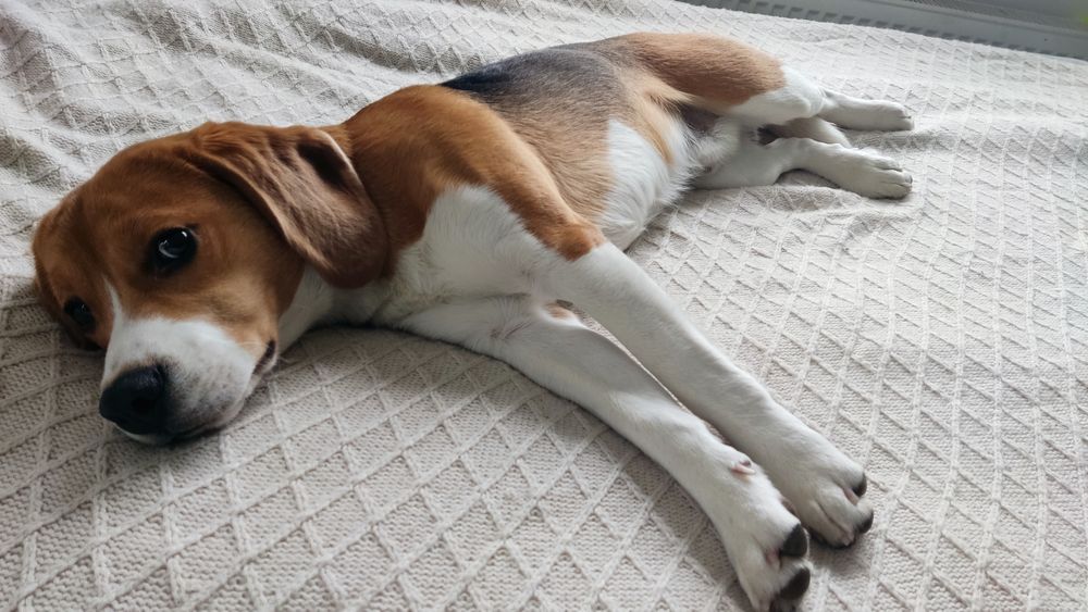 В'язка собак,  кобель бігль