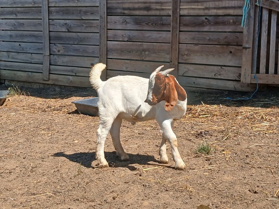 Cabrito Raça Boer