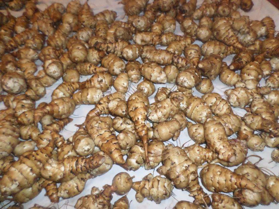 Продам топінамбур (топинамбур, земляна груша)