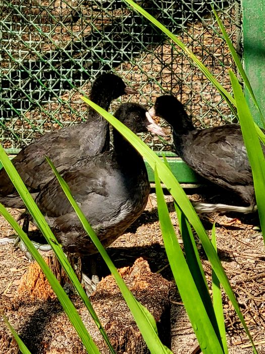 Kaczki ozdobne łyski sprzedam.