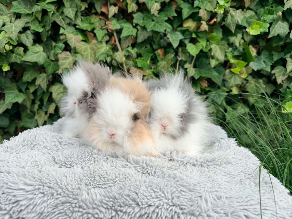 Króliczki Teddy puszyste metryka
