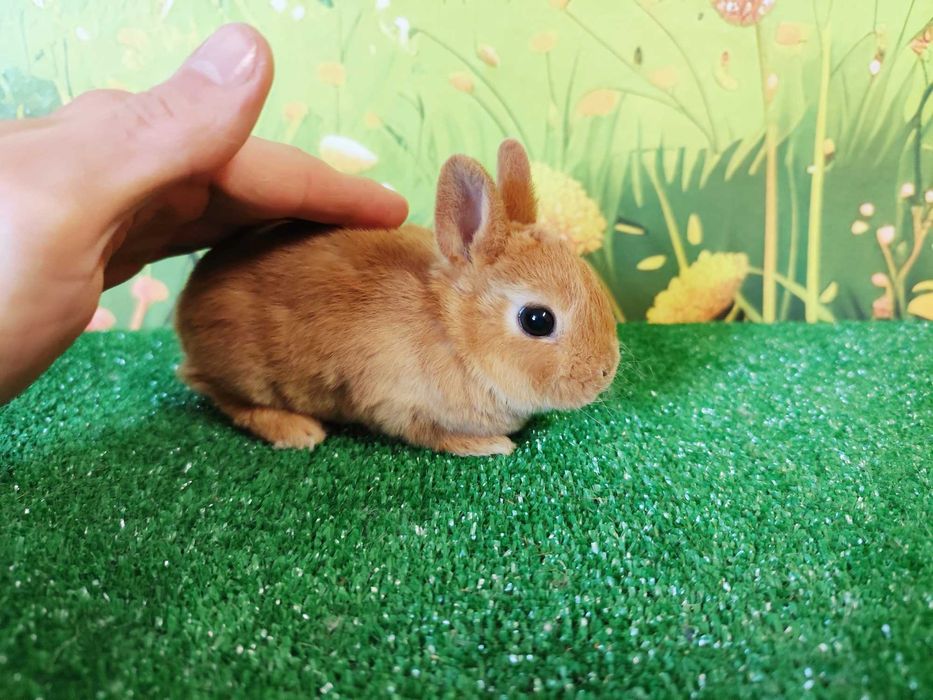 AKTUALNE  Piękny Karzełek Niderlandzki Mini Lop , Mini Rex