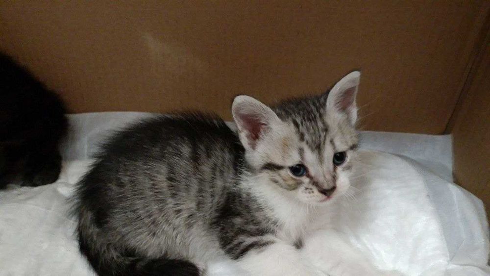 Отдам котят в добрые руки