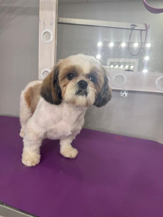 Надаю послуги грумера