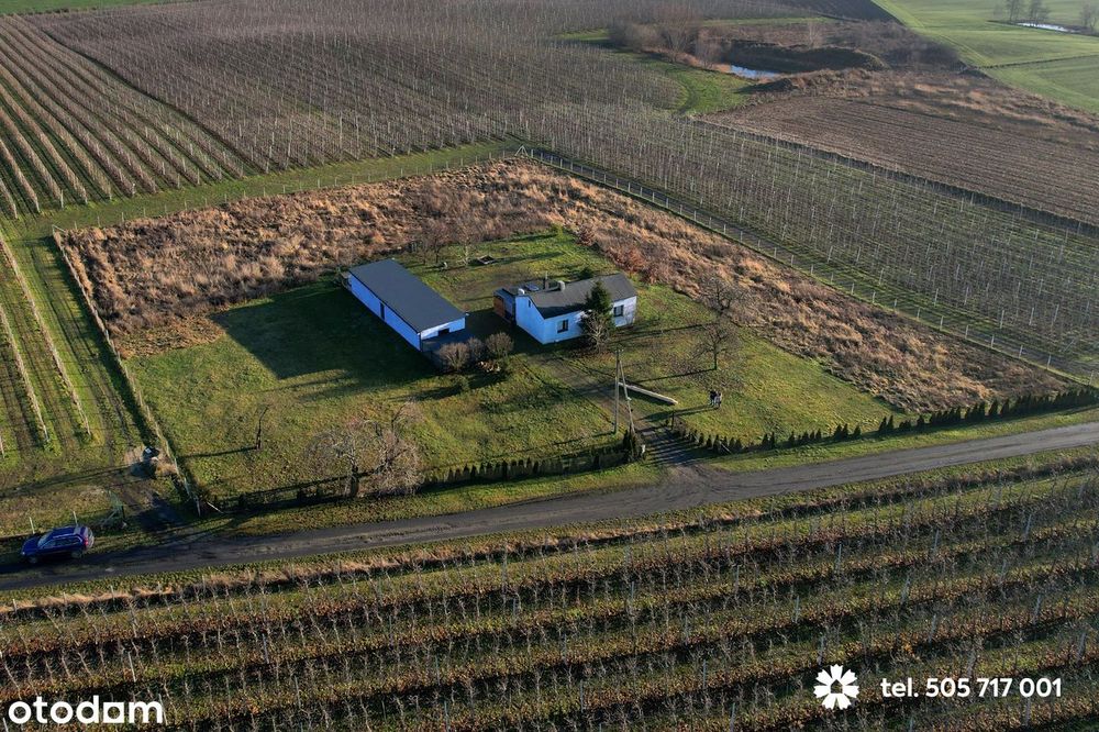 Siedlisko na Kujawach z dużą działką 7300 m2