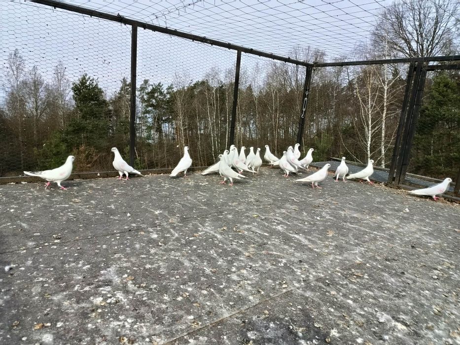 Winery pary parzyste