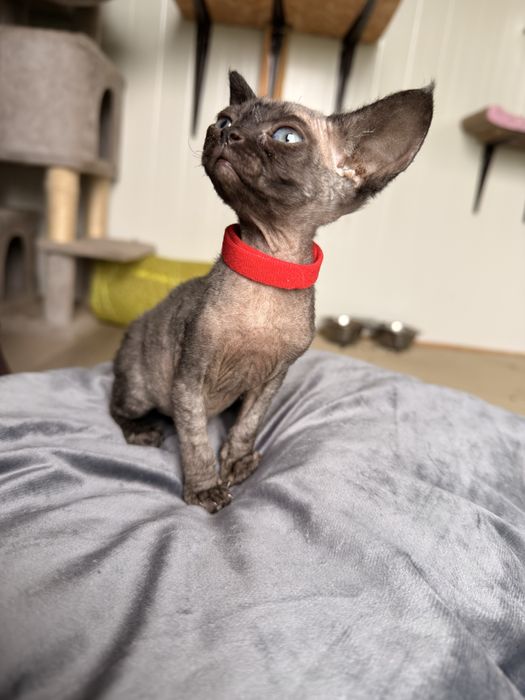 Devon rex kotek/kotka FPL