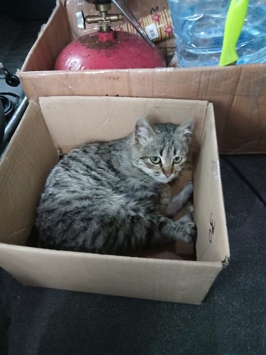 Котик тигровий красунчик