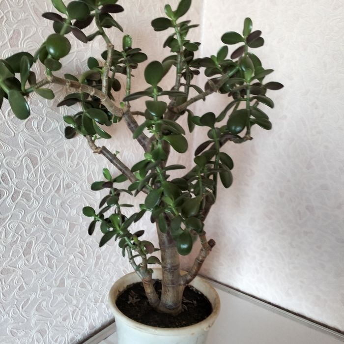 Денежное дерево Толстянка