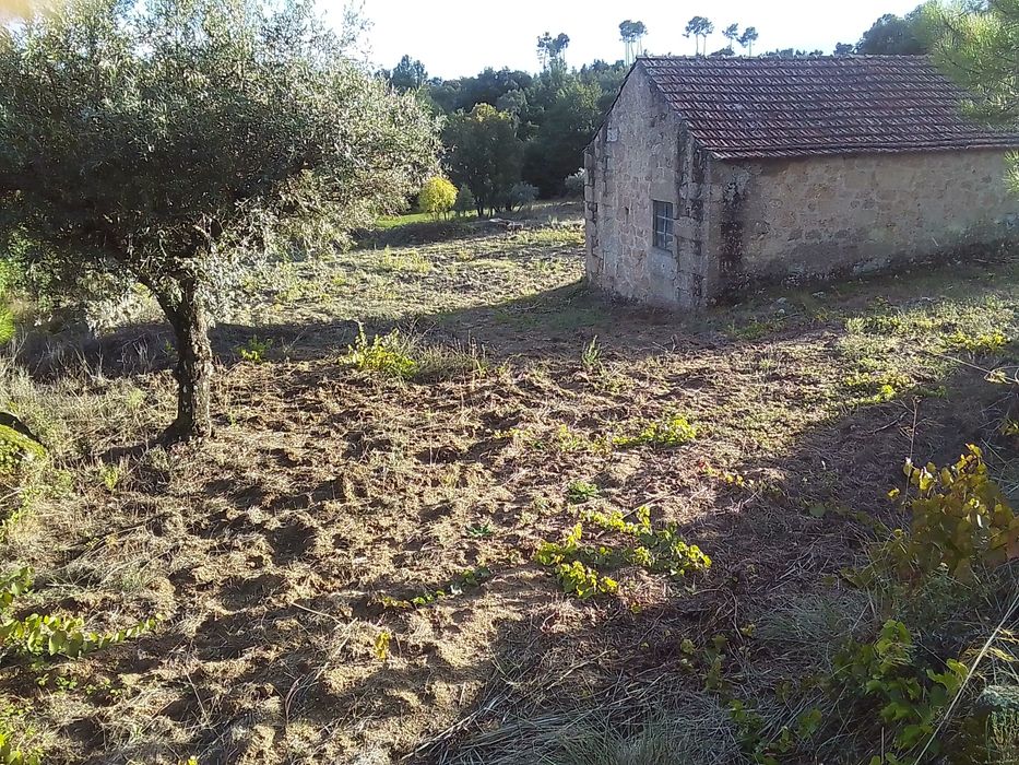 Terreno agrícola com Palheiro