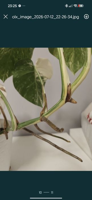 Monstera variegata szczyt
