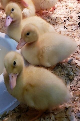 Каченята,гусята,індичата,курчата